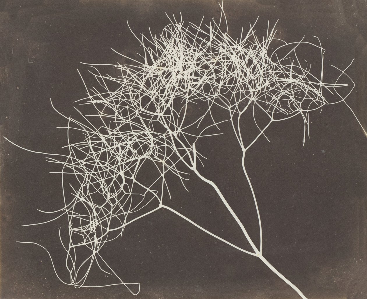 [Villi fenkoli], 1841-42. tekijältä William Henry Fox Talbot