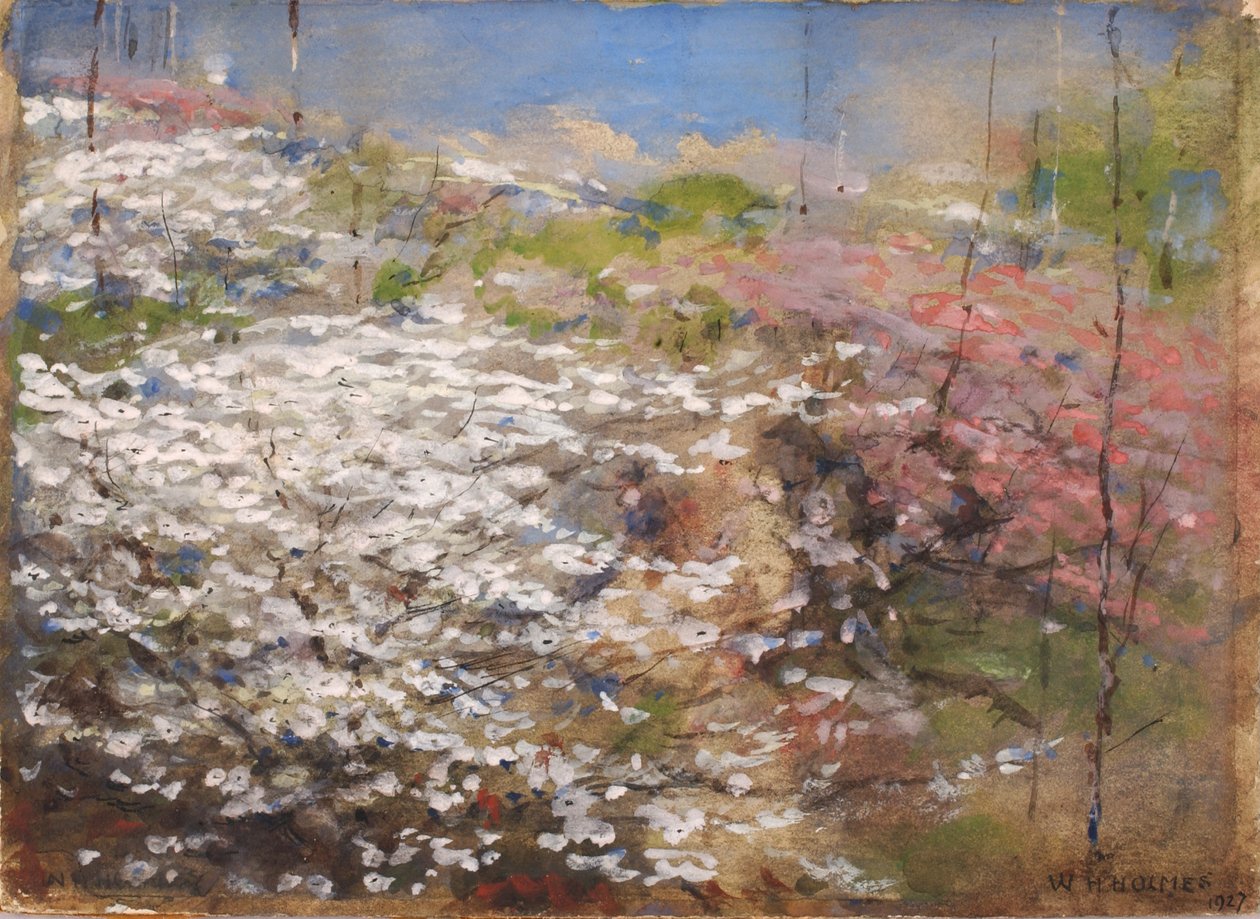 Field of Blossoms, 1927. tekijältä William Henry Holmes
