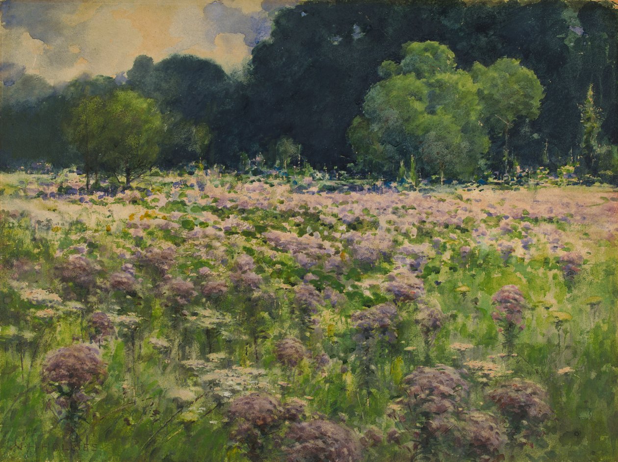 Field of Joe Pie Weeds Pride of the Meadow, n.d. tekijältä William Henry Holmes