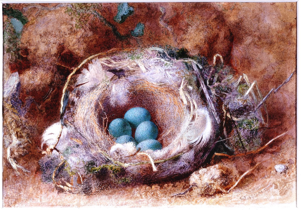 Linnunpesä, noin 1825-1850 (akvarelli ja guassi) tekijältä William Henry Hunt