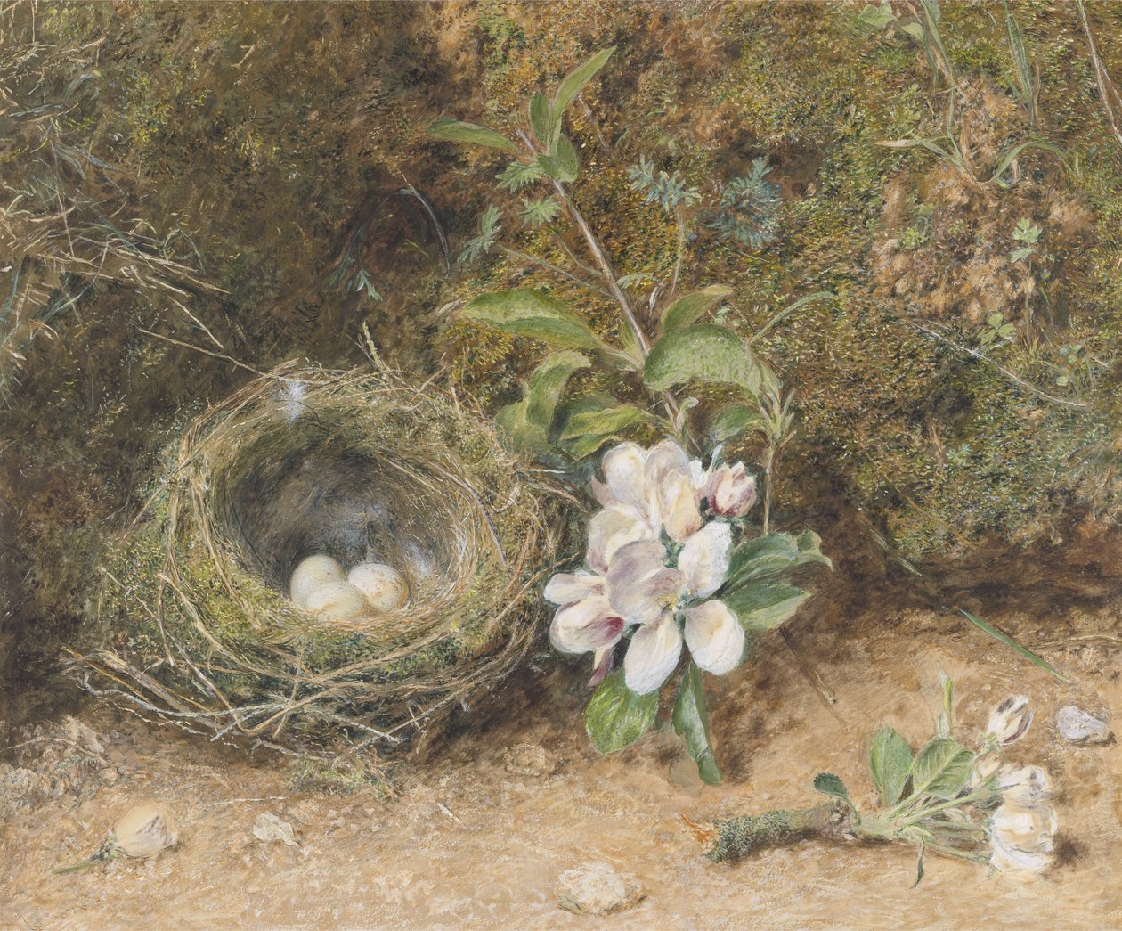 Linnunpesä omenakukkasuihkeilla, n. 1845-1850 (vartaloväri ja wc liidulla ja purukumilla paperilla) tekijältä William Henry Hunt