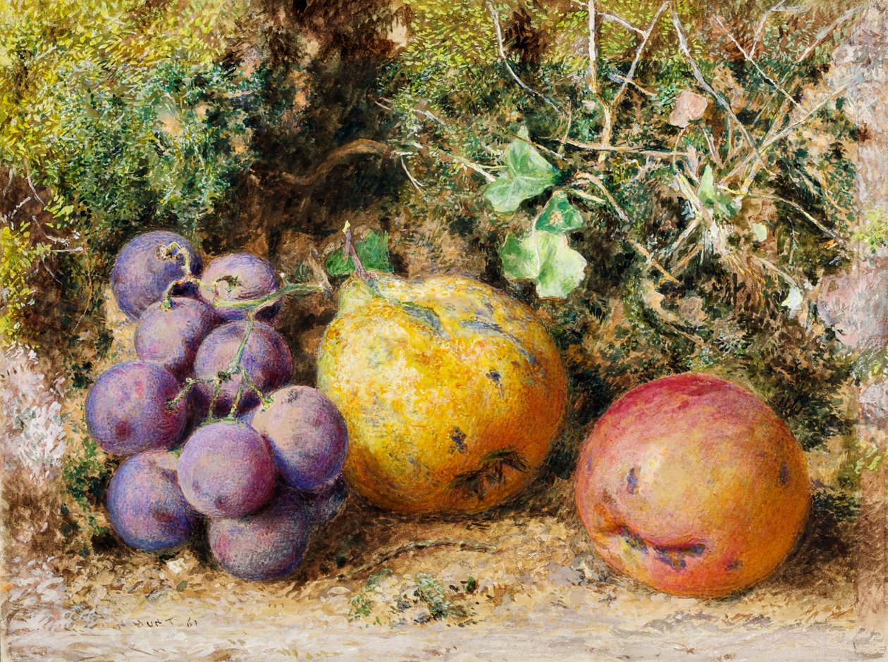 Black Grapes, Quince ja Newtown Pippin, 1861 (wc kortilla) tekijältä William Henry Hunt
