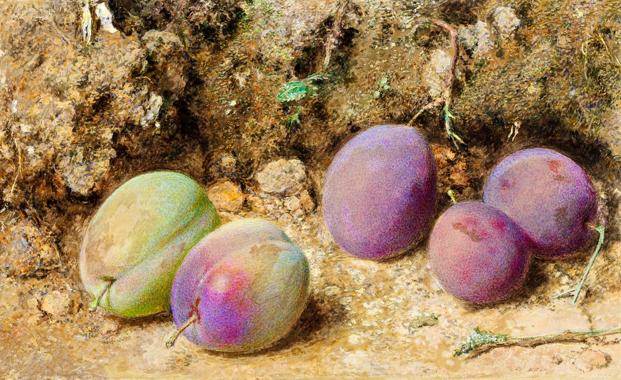 Kypsät ja kypsymättömät luumut, n.1860 (wc kortilla) tekijältä William Henry Hunt