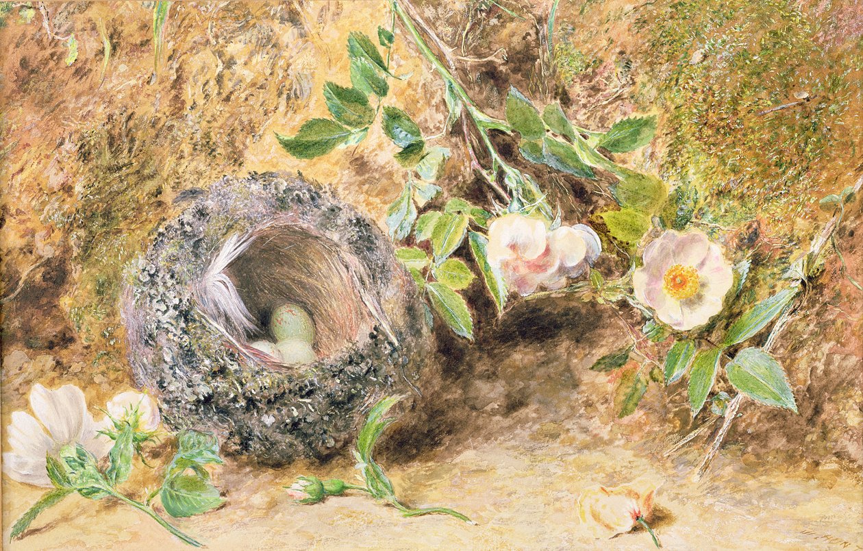 Asetelmaselitys, jossa on kottaraisten pesä tekijältä William Henry Hunt