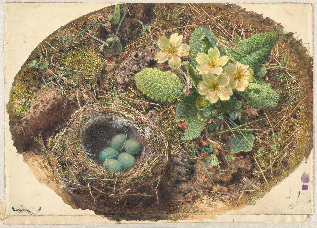 Linnunpesä tekijältä William Henry Hunt