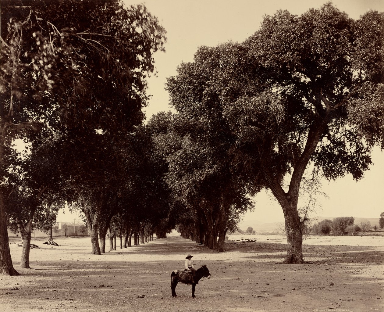[Calle de Guadeloupe, Chihuahua, Meksiko] tekijältä William Henry Jackson