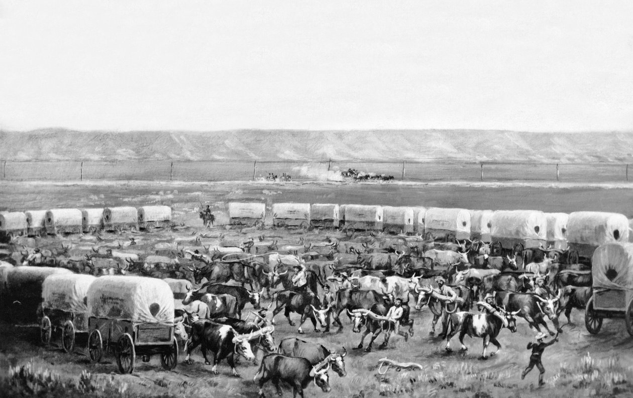 Härkiä kiinnitettynä katettujen vaunujen aitaukseen W. H. Jacksonin, Scotts Bluffin, Nebraskassa maalauksessa: n. 1875 tekijältä William Henry Jackson