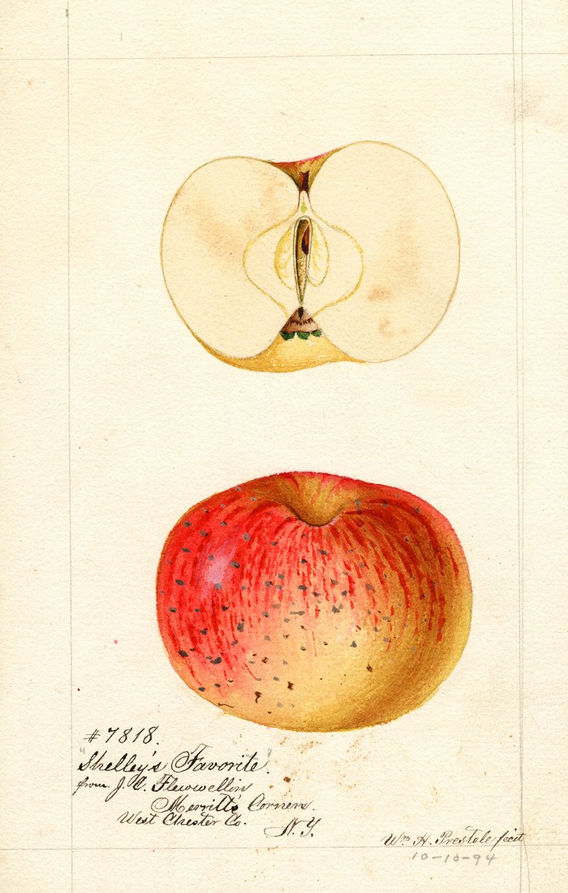 Shelleyn suosikkiomenat (Malus domestica) (vesiväri) tekijältä William Henry Prestele