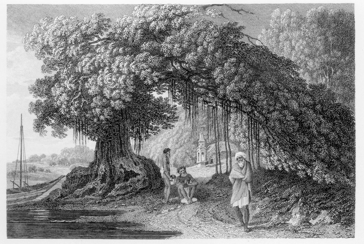 Banyan Tree, William Hodgesin teoksesta "Travels in India in the Years 1780-83", kaiverrettu Benjamin Pouncy (fl.1772-99), julkaistu 1792 tekijältä William Hodges