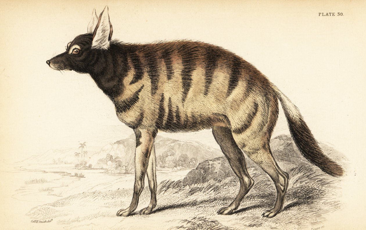 Aardwolf, Proteles cristata (Proteles lalandii, Carnivora hyaenoides) tekijältä William Home Lizars