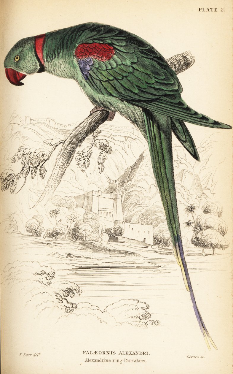 Alexandrine papukaija tai Aleksandriini papukaija, Psittacula eupatria tekijältä William Home Lizars