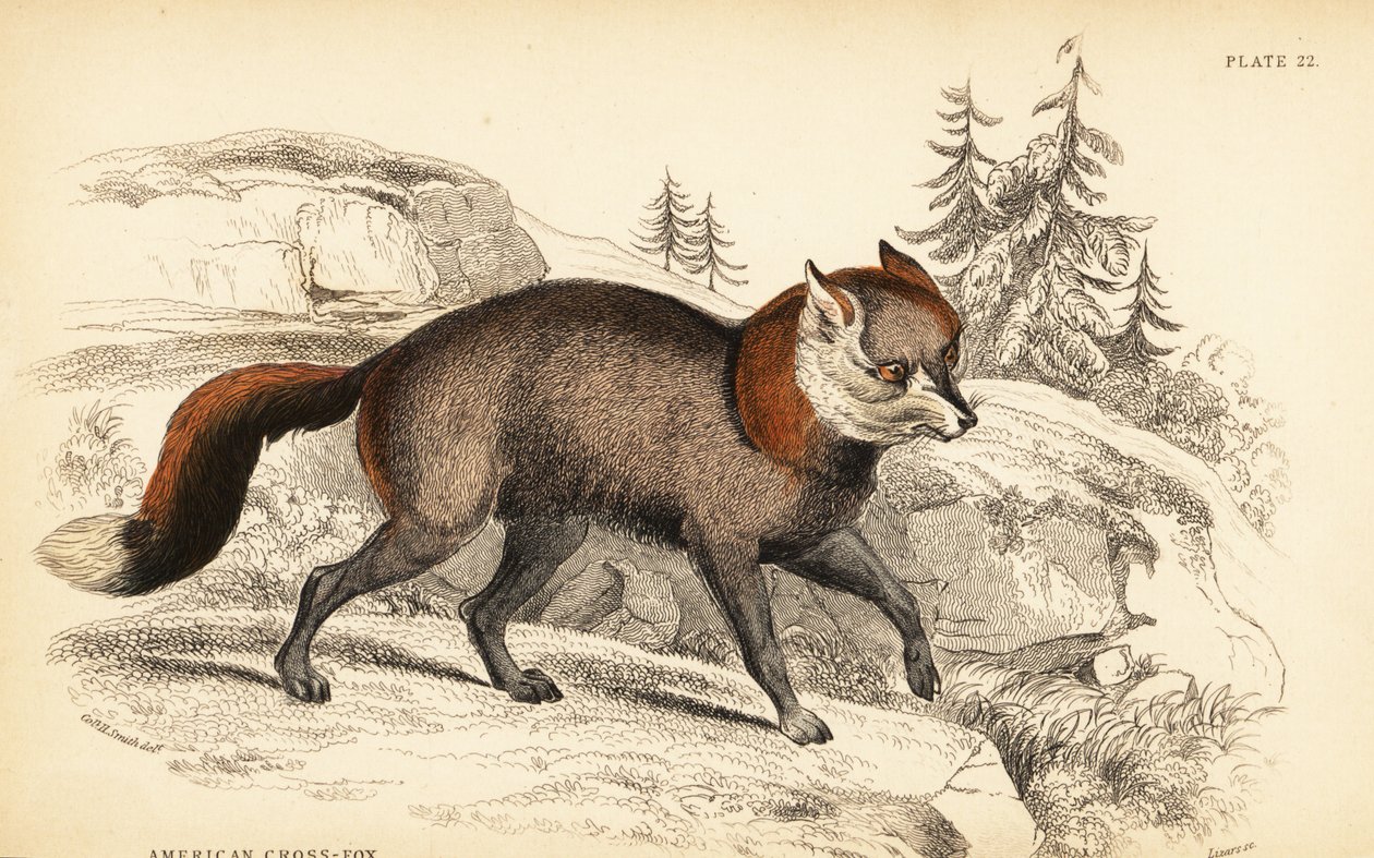 Amerikkalainen ristekettu, Fox foxes tekijältä William Home Lizars