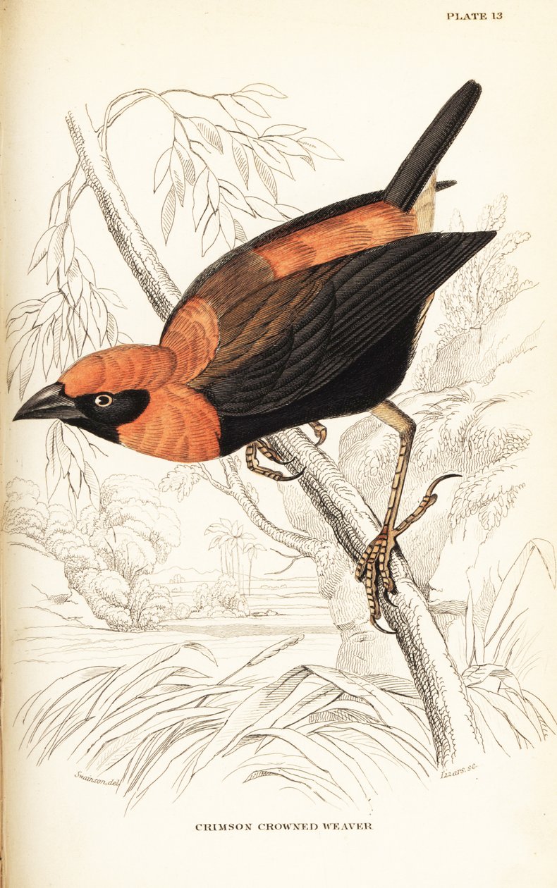 Mustasiipinen punainen piispa, Euplectes hordeaceus (crimson-kruunukutoja, Euplectes flammiceps) tekijältä William Home Lizars