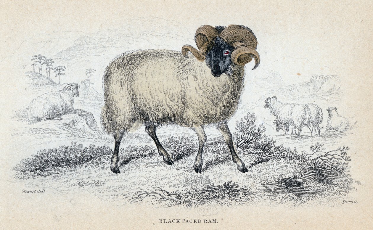 Black Faced Ram, 1800-luvun puoliväli tekijältä William Home Lizars