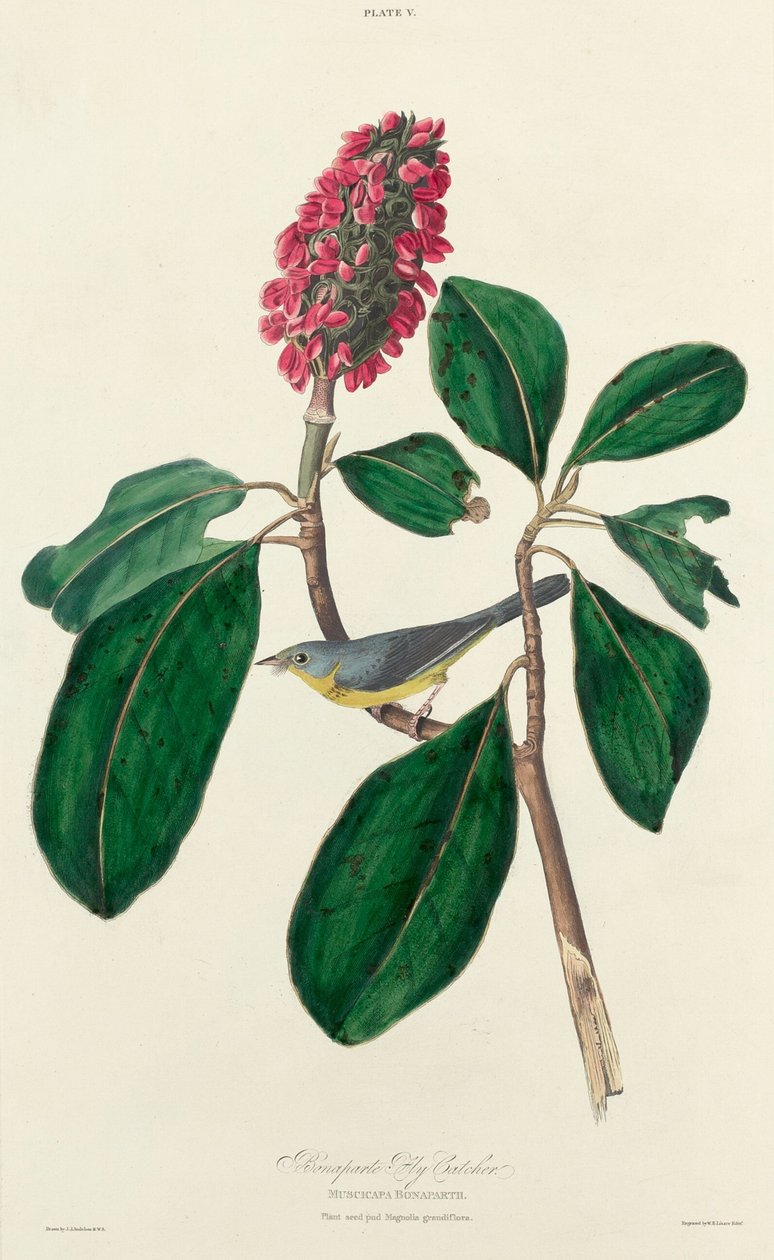 Bonaparten kärpässieppaaja, 1827. tekijältä William Home Lizars