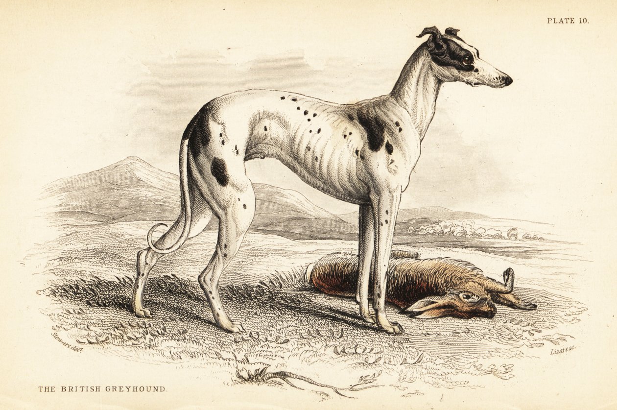 Brittivinttikoira, Canis lupus familiaris tekijältä William Home Lizars