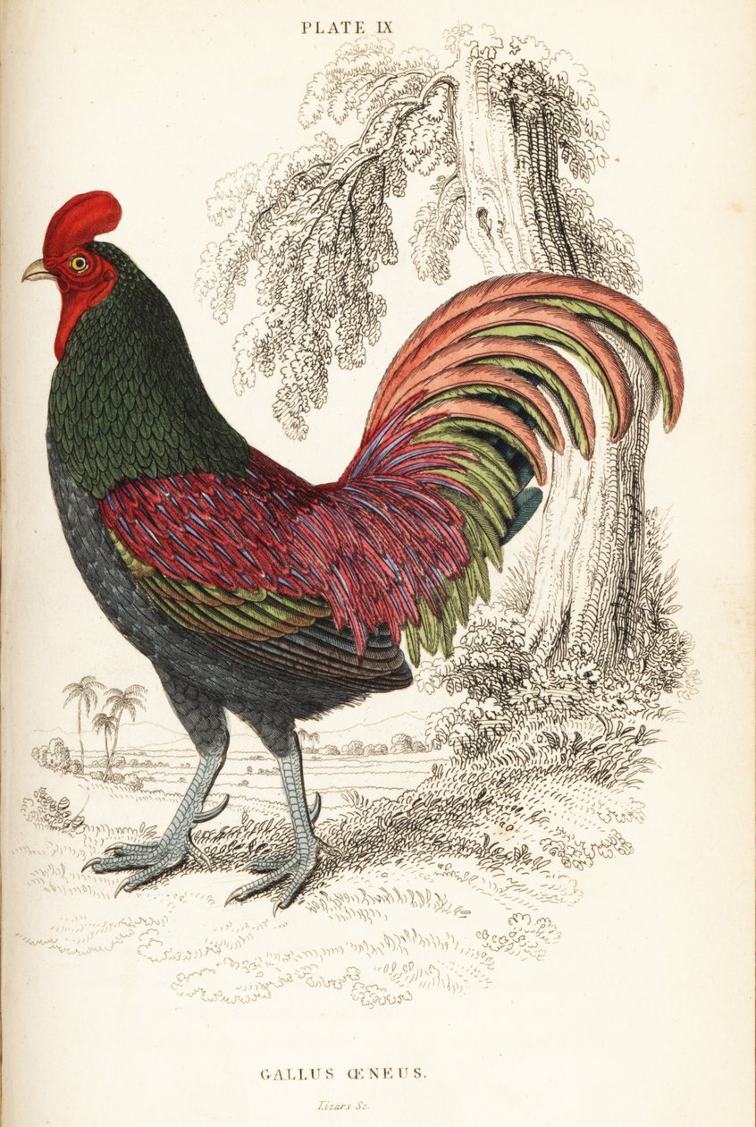 Sumatran pronssoitu kukko, Gallus aeneus tekijältä William Home Lizars