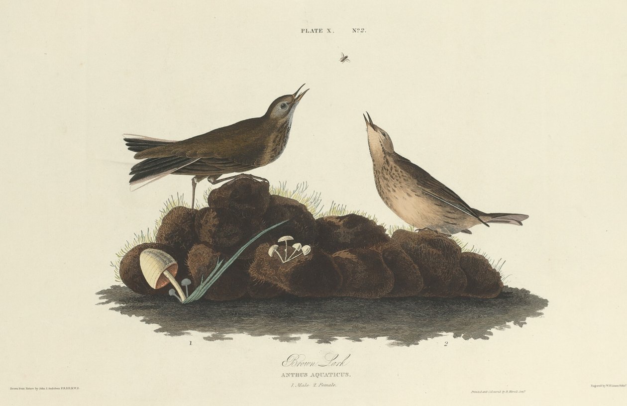 Brown Lark, 1827. tekijältä William Home Lizars