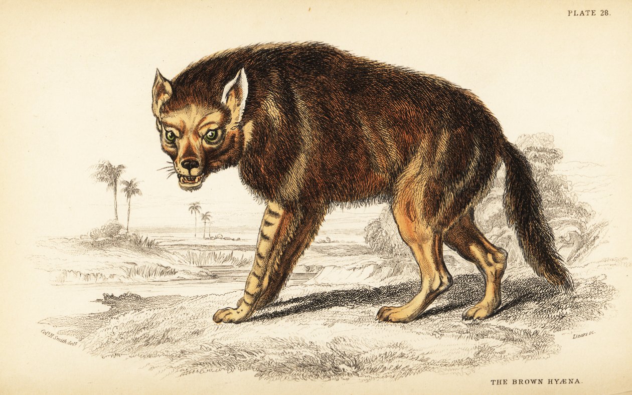 Ruskea hyena tai rantasusi, Hyaena brunnea (Hyaena fusca) tekijältä William Home Lizars