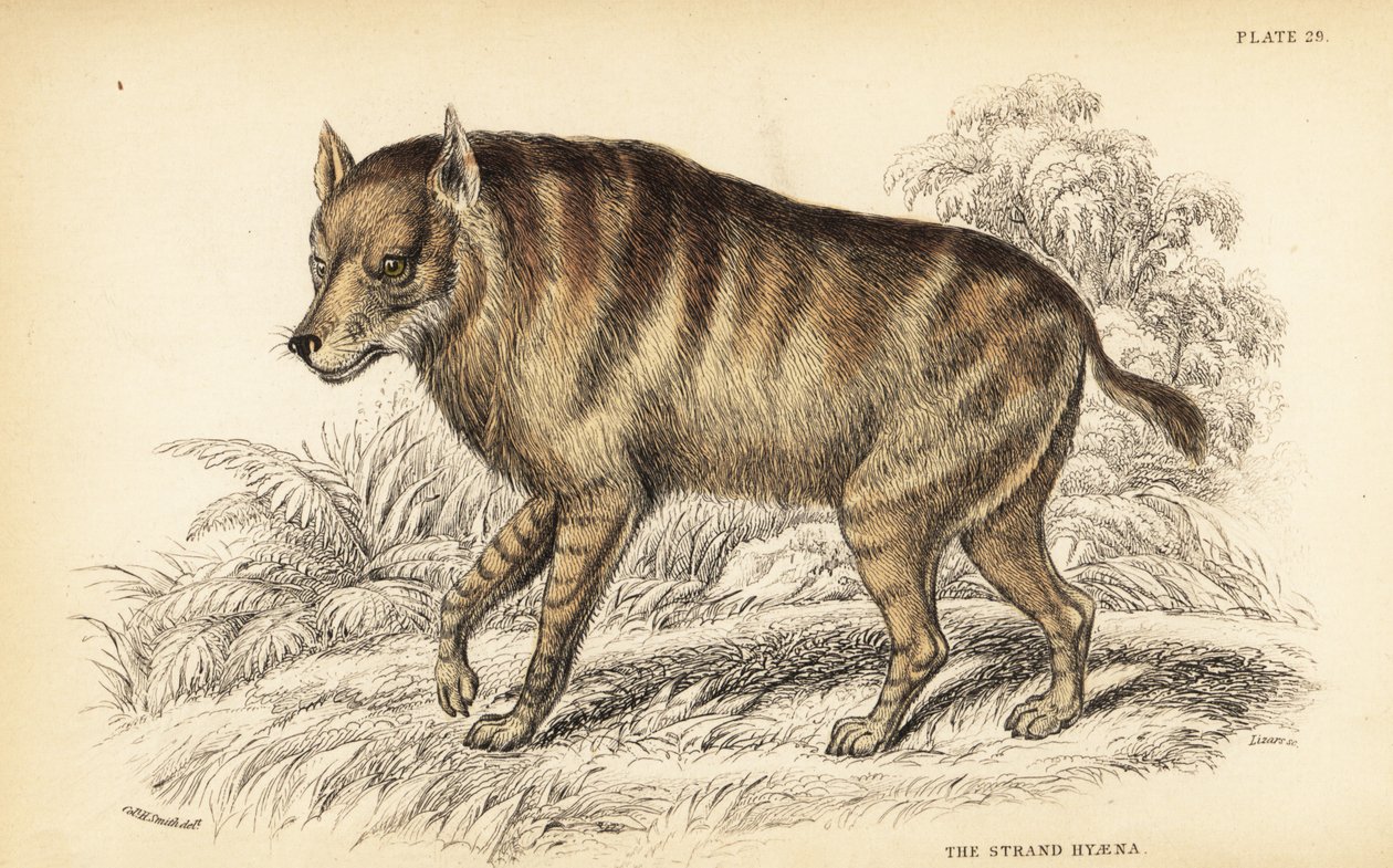 Ruskea hyena tai rantasusi, Hyaena brunnea (Strand hyena, Hyaena villosa) tekijältä William Home Lizars