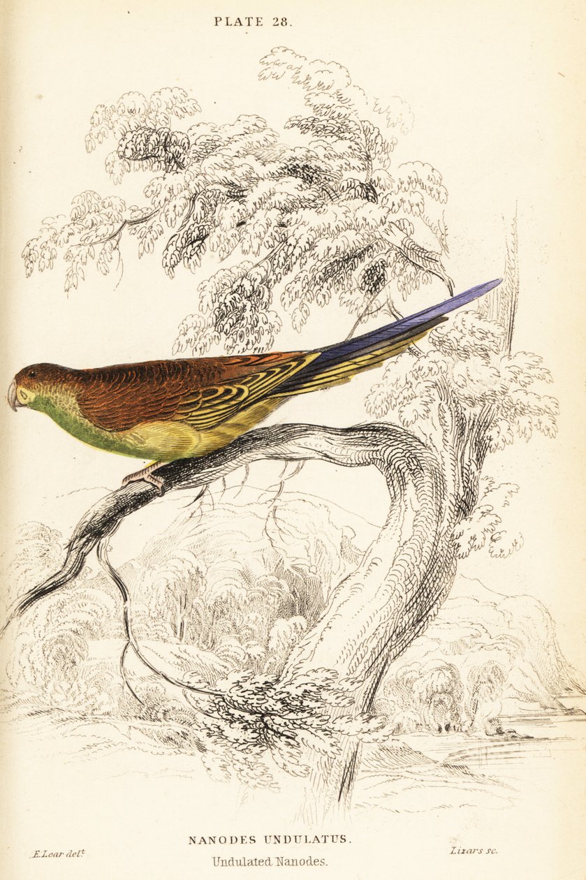 Budgerigar, Melopsittacus undulatus tekijältä William Home Lizars