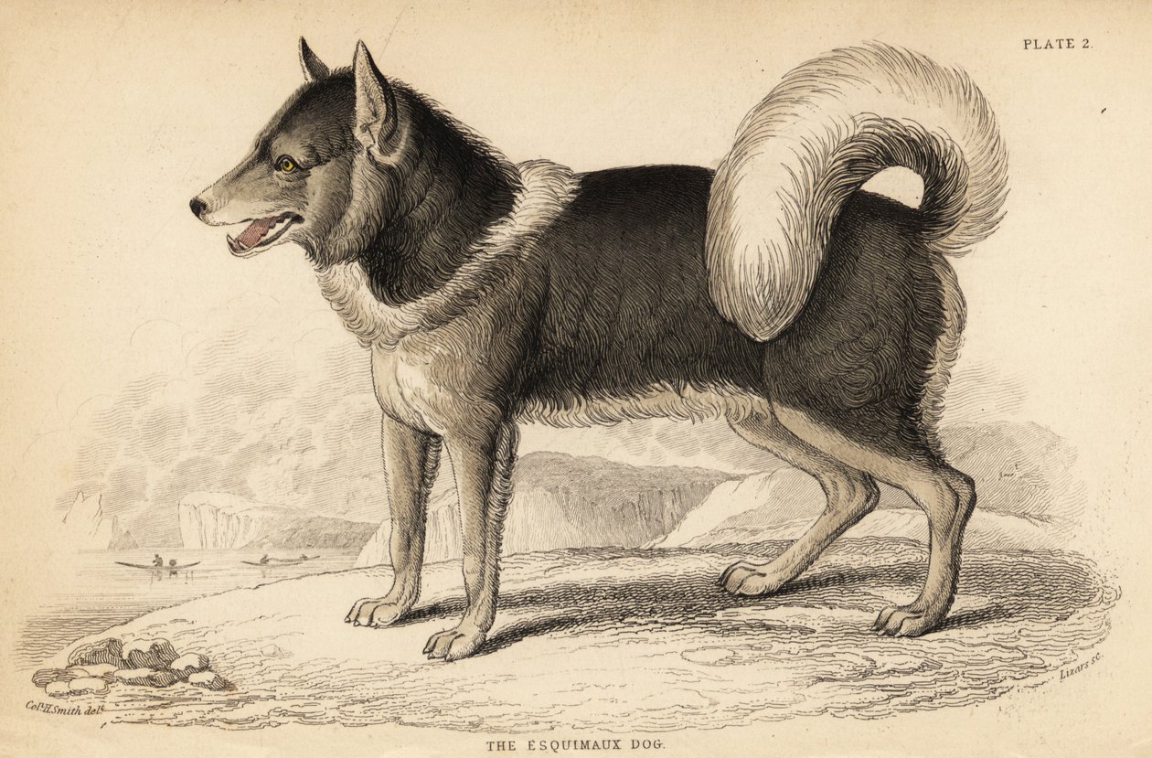 Kanadan eskimokoira tai qimmiq, Canis lupus tekijältä William Home Lizars