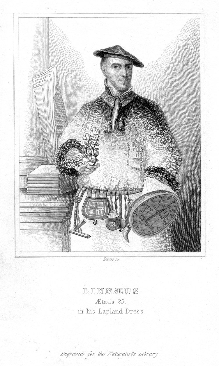 Carolus Linnaeus, ruotsalainen luonnontieteilijä, 1732 1800-luvun alku tekijältä William Home Lizars