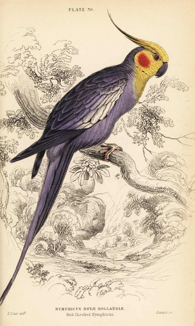 Cockatiel, Nymphicus hollandicus tekijältä William Home Lizars