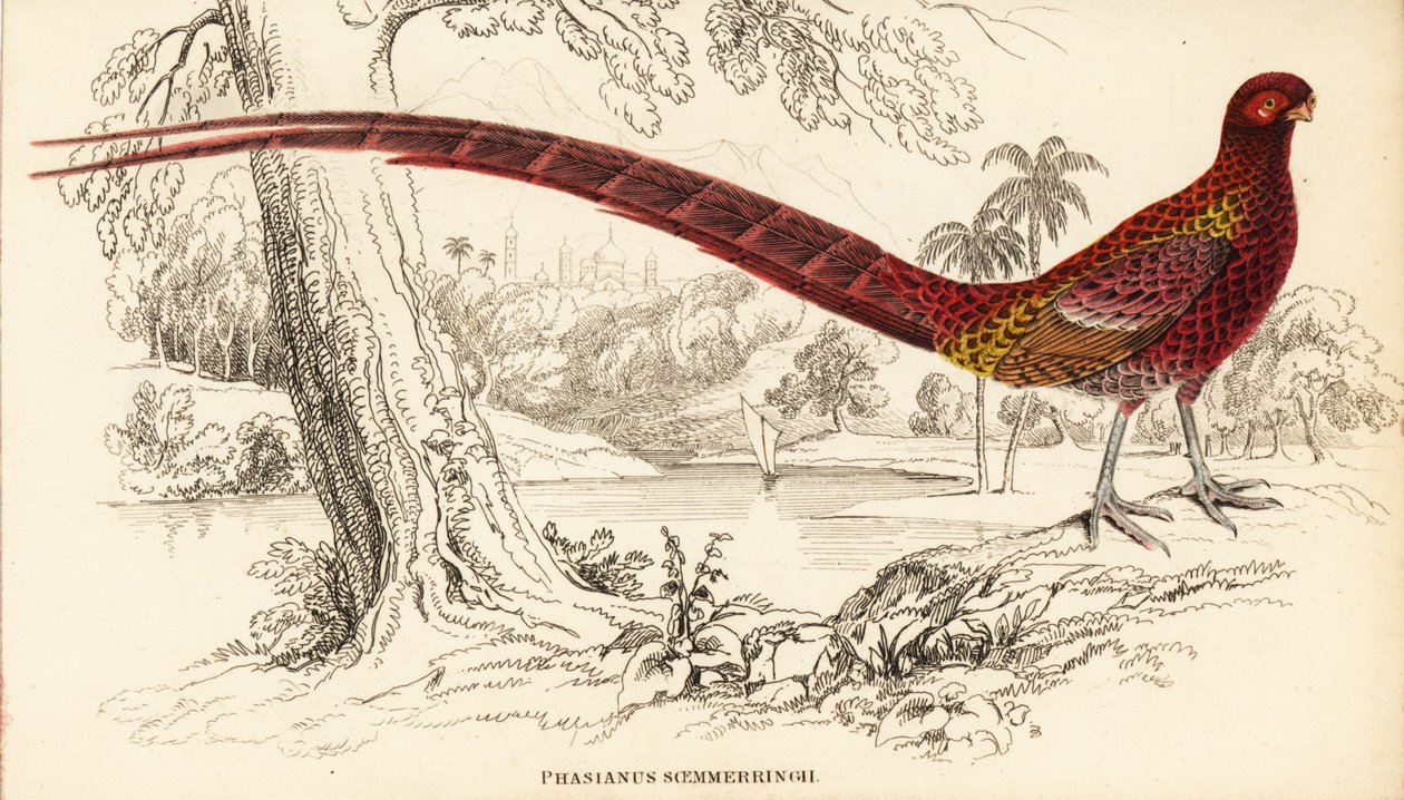 Kuparifasaani tai Soemmerringin fasaani, Syrmaticus soemmerringii (Phasianus soemmerringii) tekijältä William Home Lizars