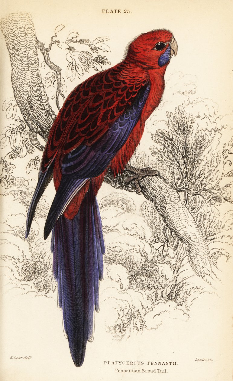 Crimson rosella, Platycercus elegans tekijältä William Home Lizars