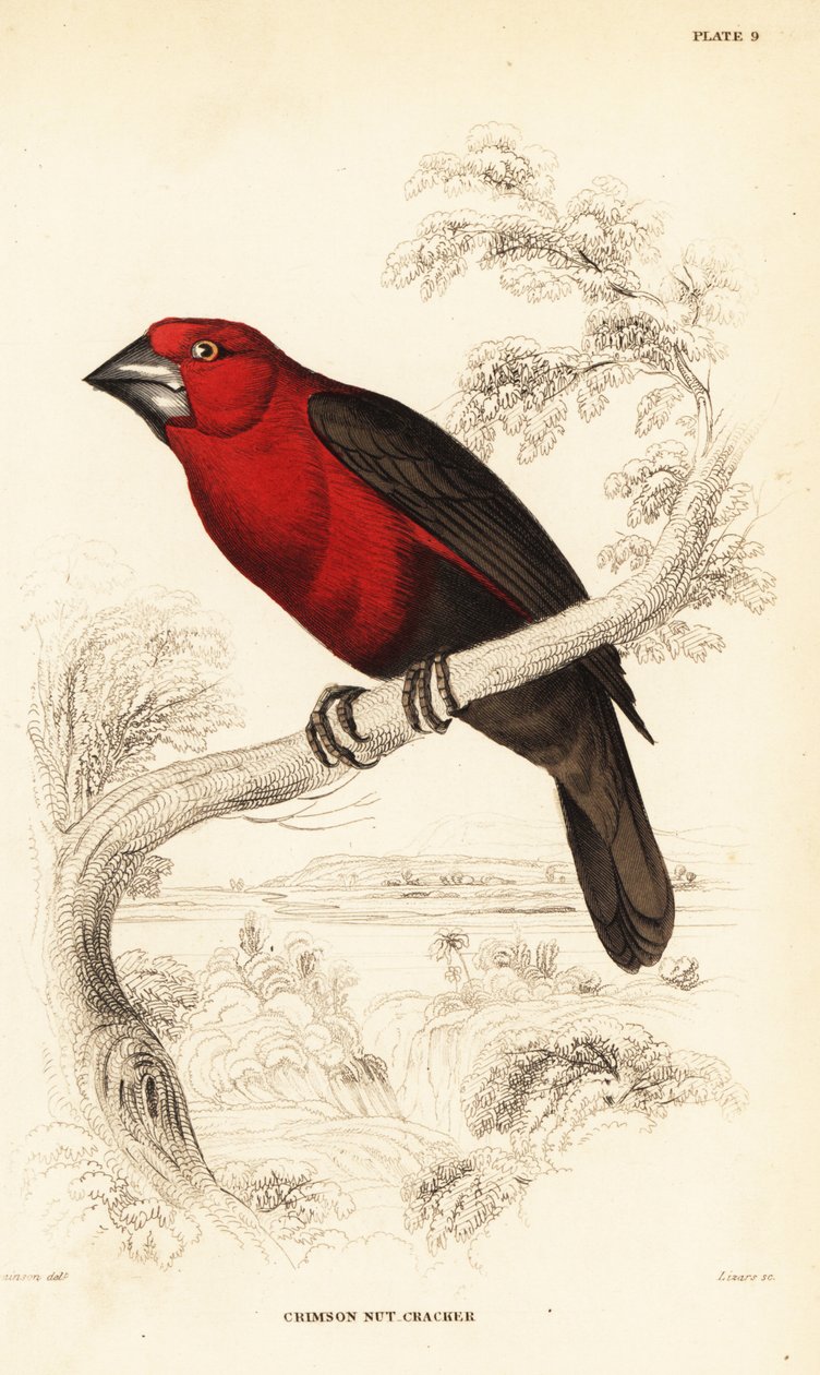 Crimson siemensärkijä, Pyrenestes sanguineus (Crimson pähkinänsärkijä, Pirenestes sanguineus) tekijältä William Home Lizars