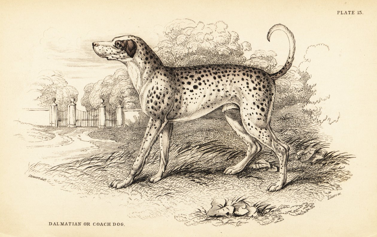 Dalmatiankoira tai valmentaja, Canis lupus familiaris tekijältä William Home Lizars