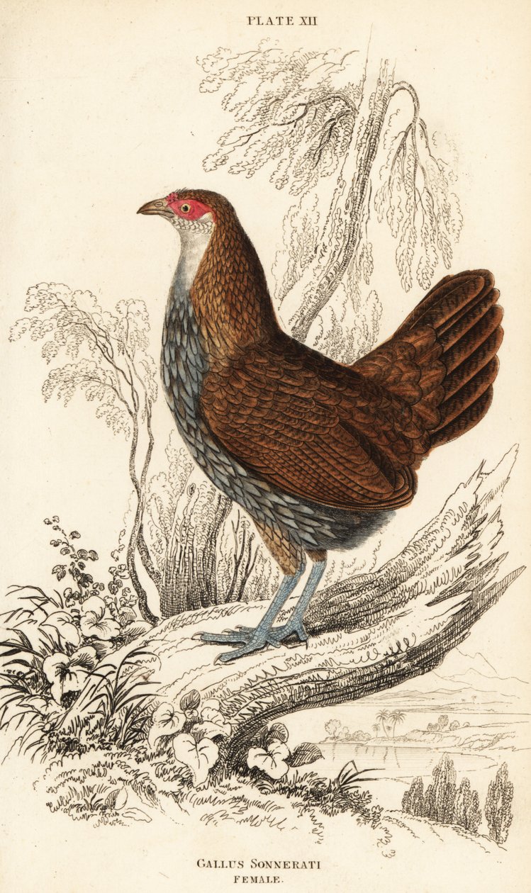 Harmaa viidakkolintu tai Sonneratin viidakkolintu, Gallus sonneratii (Gallus sonnerati) tekijältä William Home Lizars