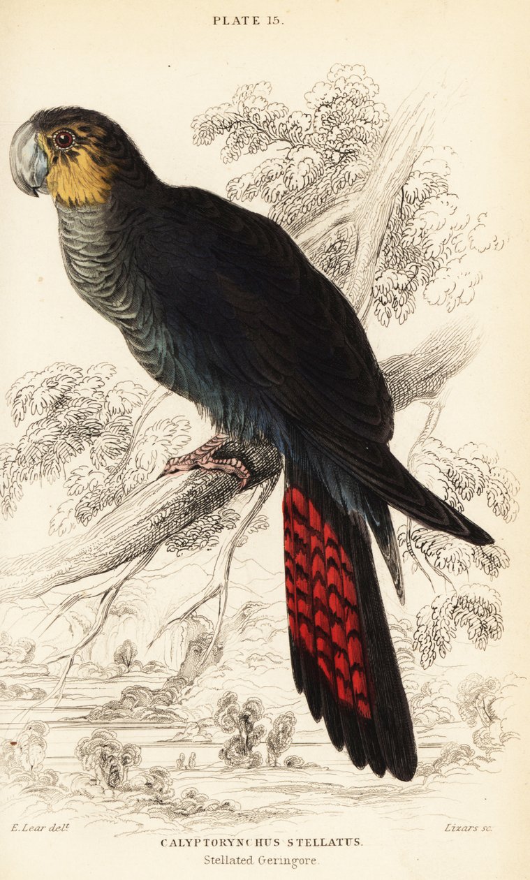 Kiiltävä musta kakadu, Calyptorhynchus lathami tekijältä William Home Lizars