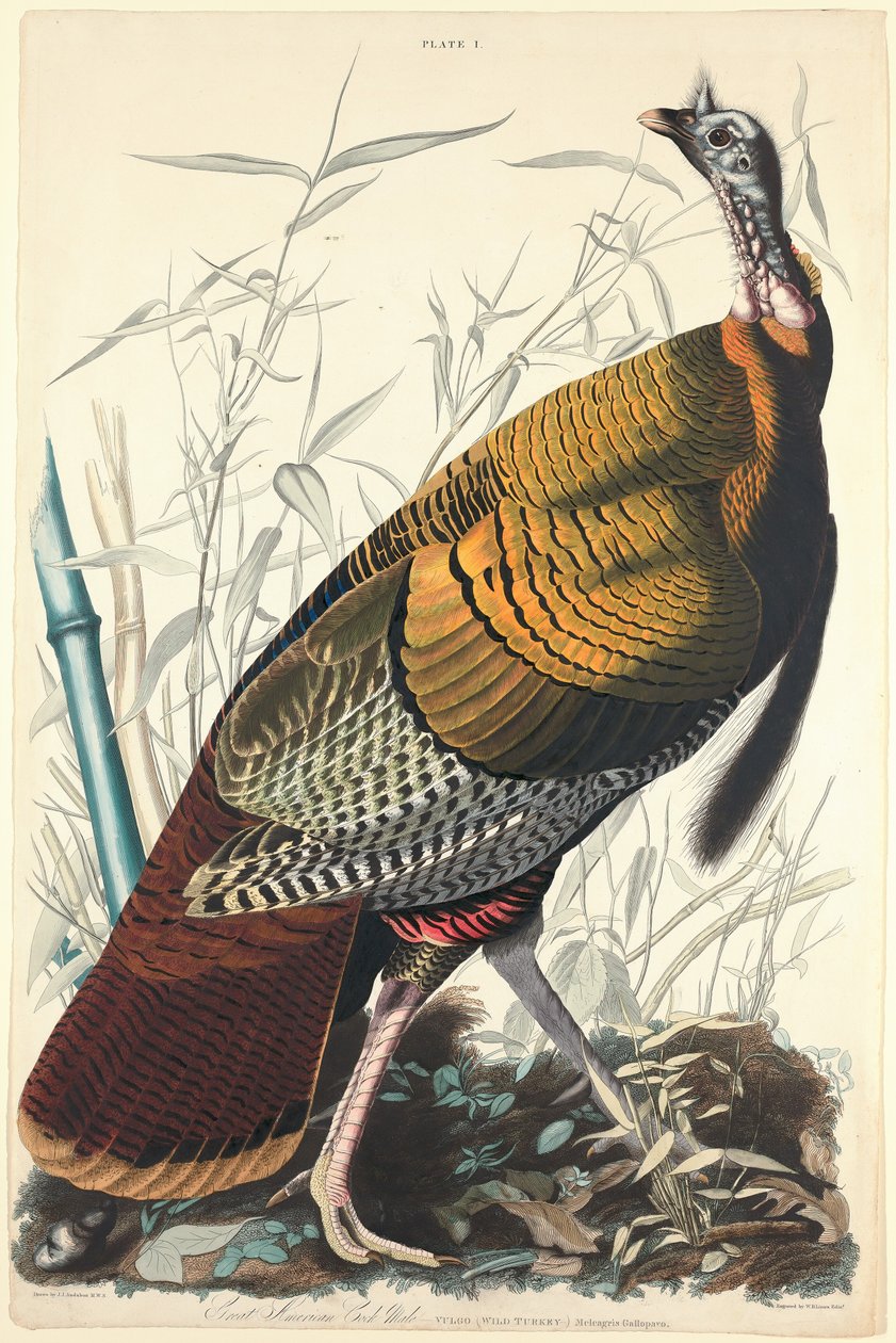 Great American Cock, 1827. finlandès tekijältä William Home Lizars