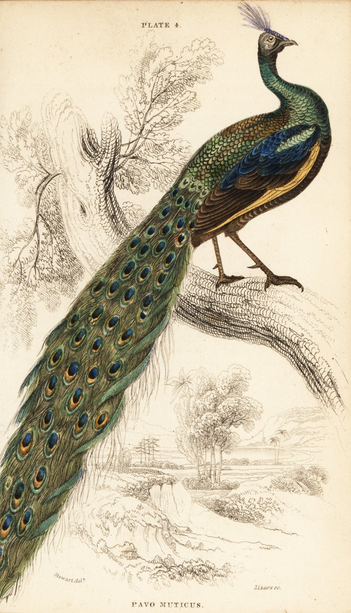 Vihreä riikinkukko, Peacock muticus tekijältä William Home Lizars