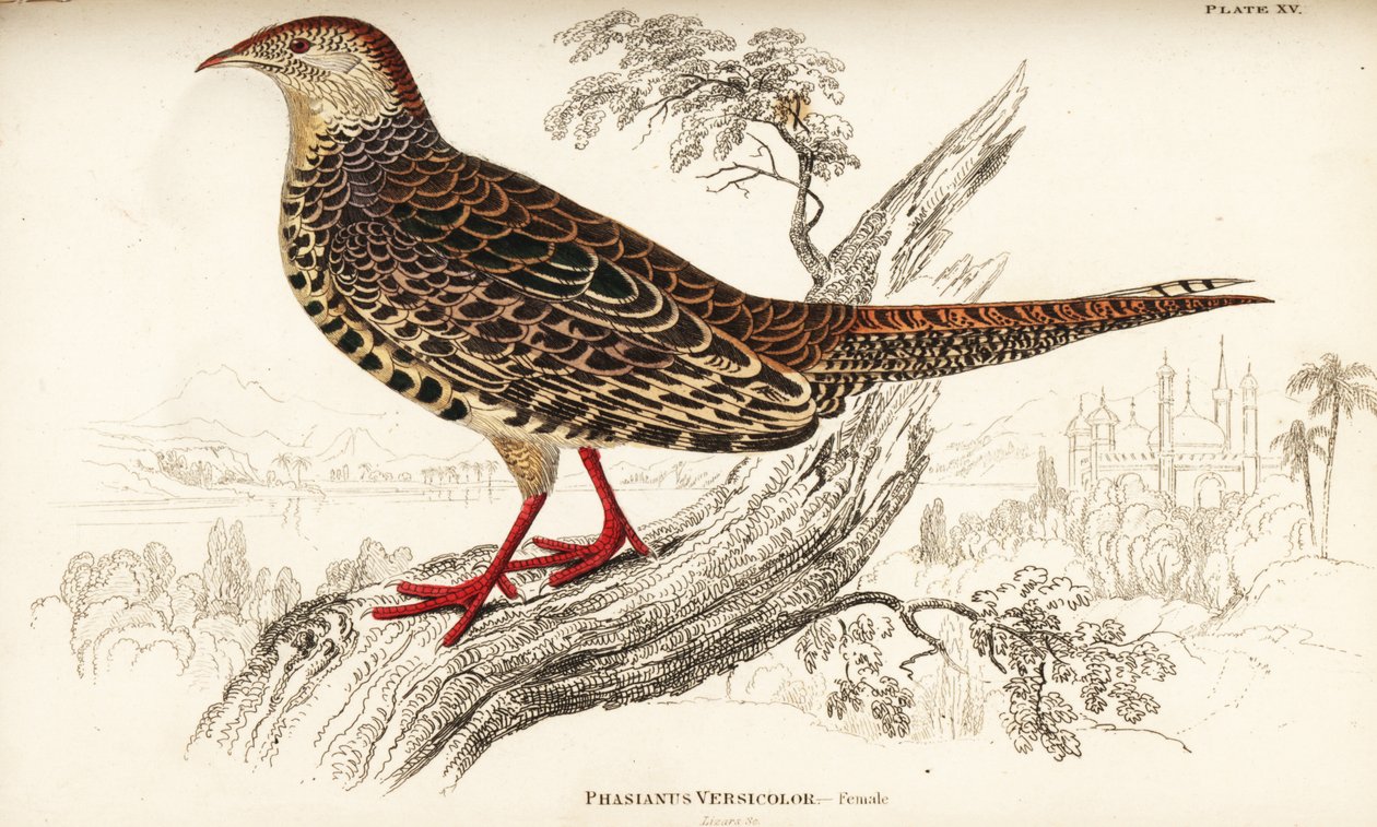 Vihreä fasaani tai japanilainen vihreä fasaani, naaras, Phasianus versicolor tekijältä William Home Lizars