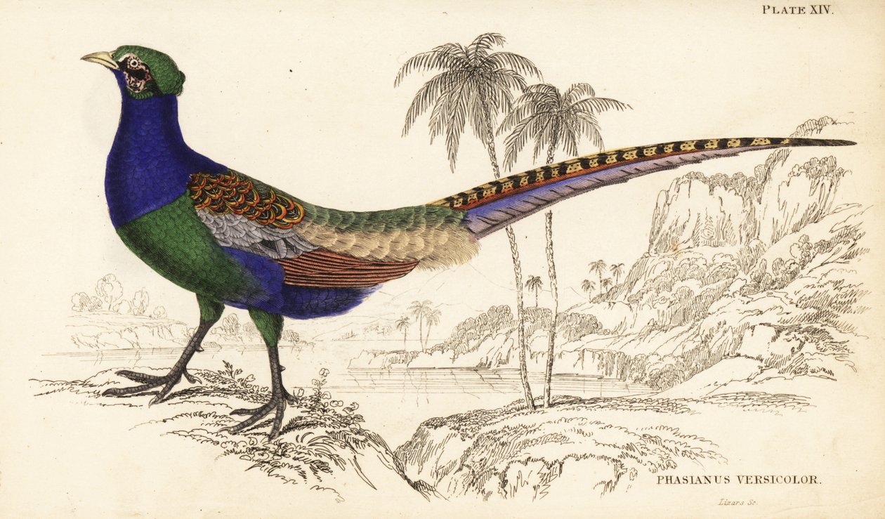 Vihreä fasaani tai japanilainen vihreä fasaani, uros, Phasianus versicolor tekijältä William Home Lizars
