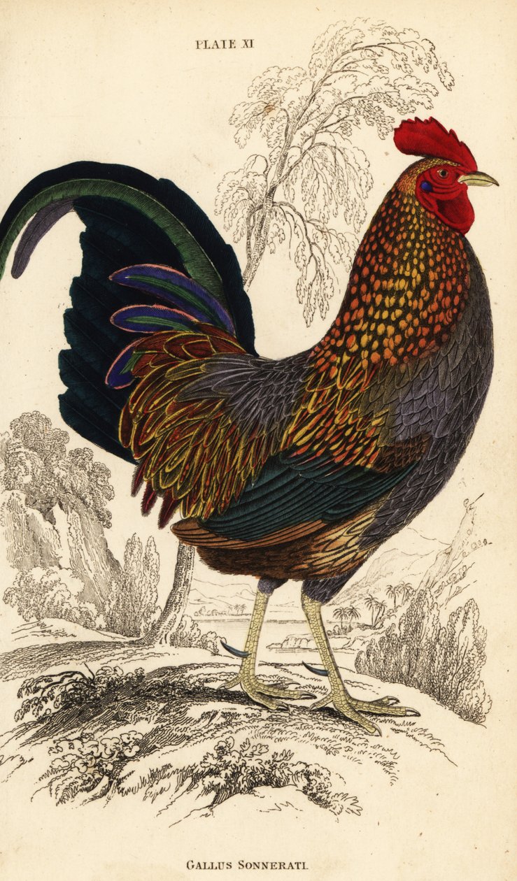 Harmaa viidakkolintu tai Sonneratin viidakkolintu, Gallus sonneratii (Gallus sonnerati) tekijältä William Home Lizars
