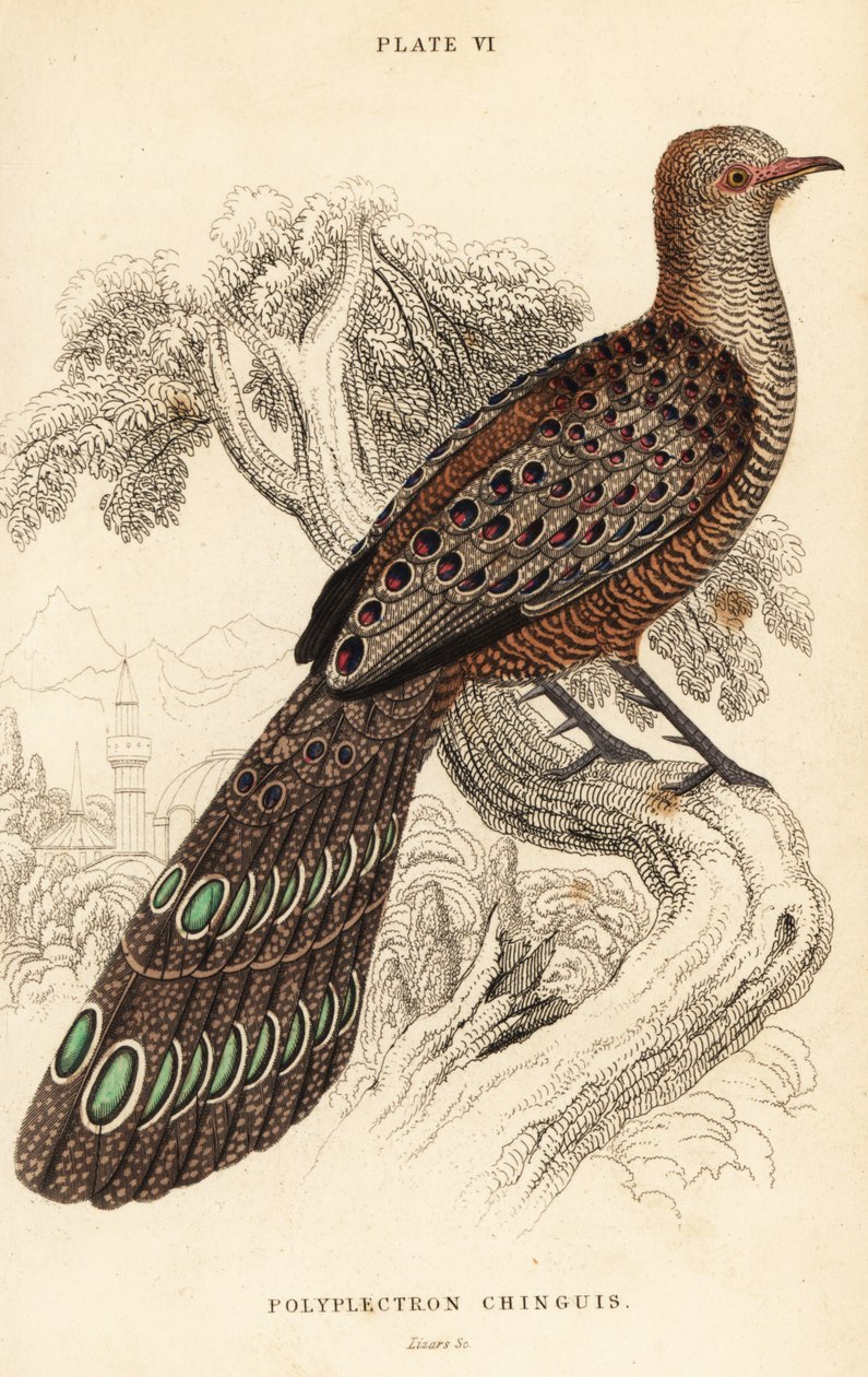 Harmaa riikinkukkofasaani tai burmalainen riikinkukkofasaani, Polyplectron bicalcaratum tekijältä William Home Lizars