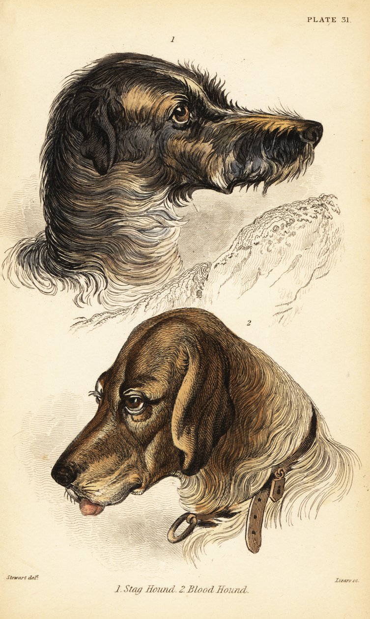Polttarikoiran päät 1 ja verikoira 2, Canis lupus familiaris (Canis sagaces ja Canis sanguinarius) tekijältä William Home Lizars