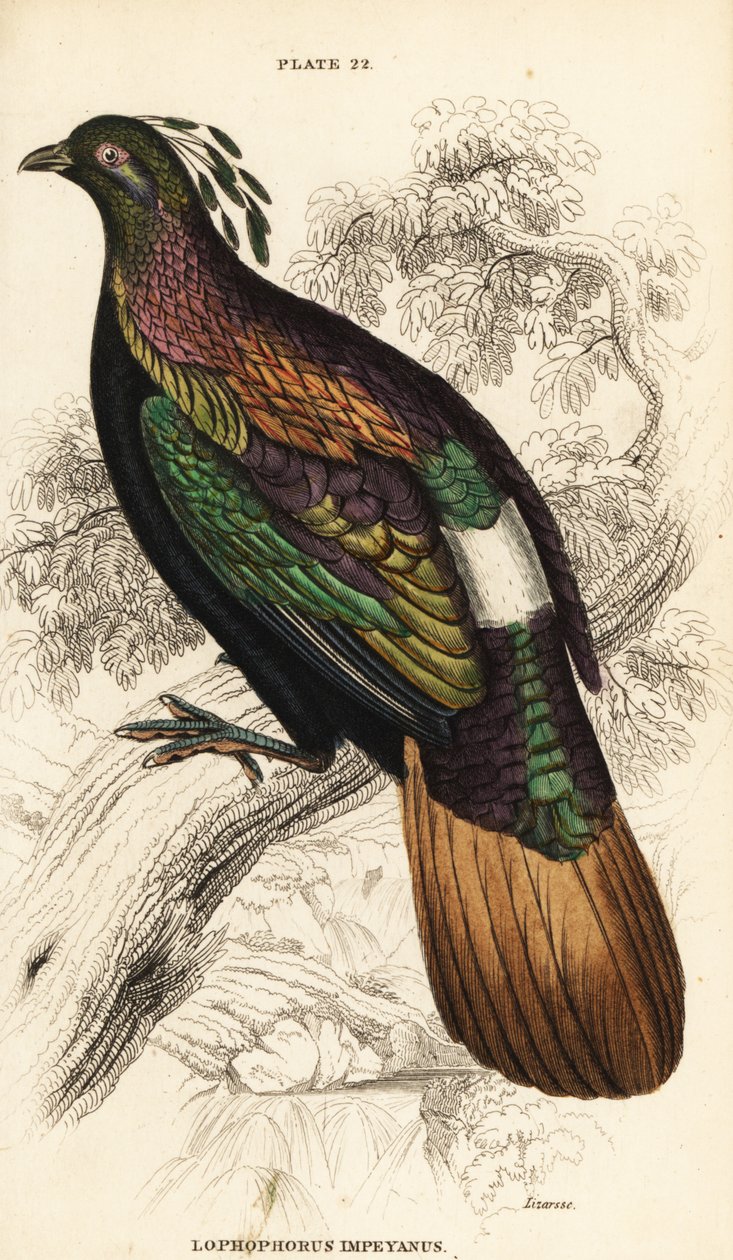 Himalajan monaali, uros, Lophophorus impejanus tekijältä William Home Lizars