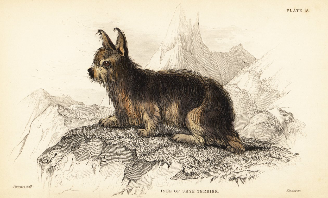Isle of Skye terrieri, Canis lupus familiaris (Canis terrarius) tekijältä William Home Lizars