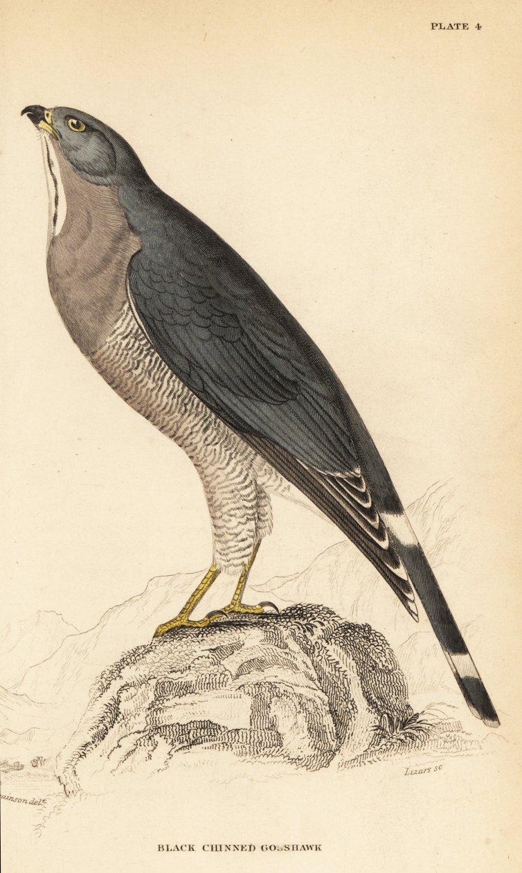 Liskohiiri, Kaupifalco monogrammicus tekijältä William Home Lizars