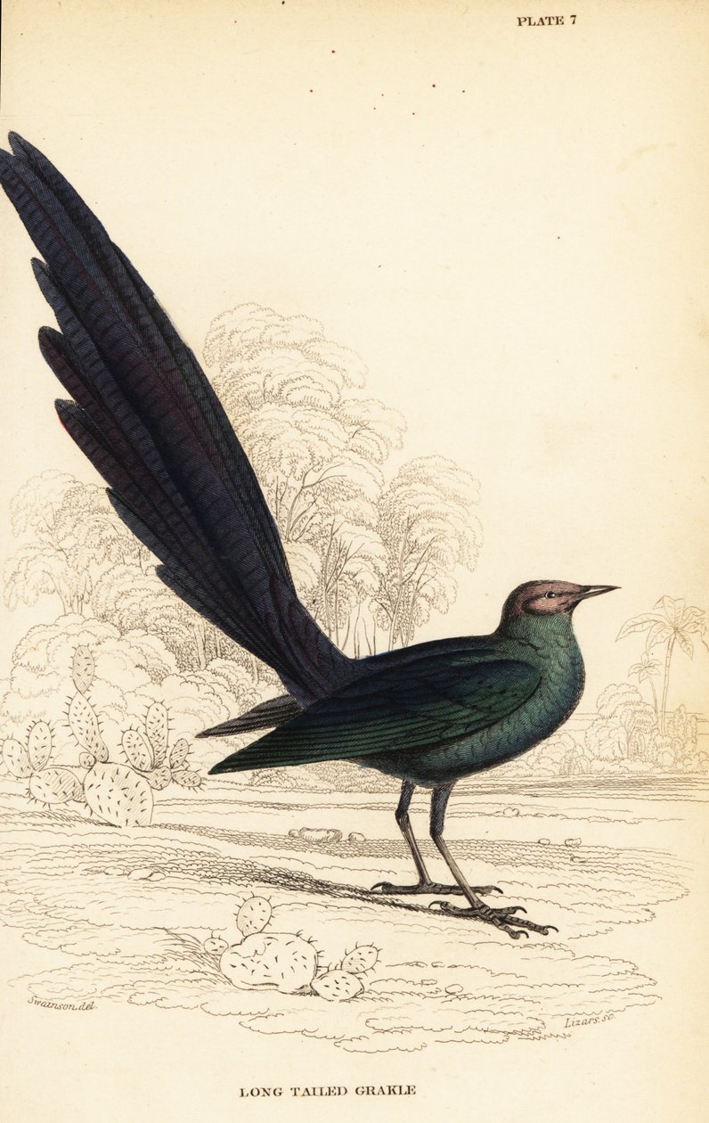 Pitkähäntäinen kiiltävä kottarainen, Lamprotornis caudatus tekijältä William Home Lizars