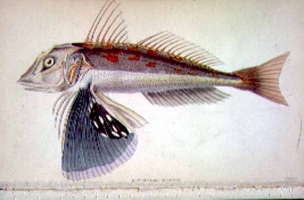 Uusi-Seelanti Gurnard kaiverrettu taiteilijan "Naturalist