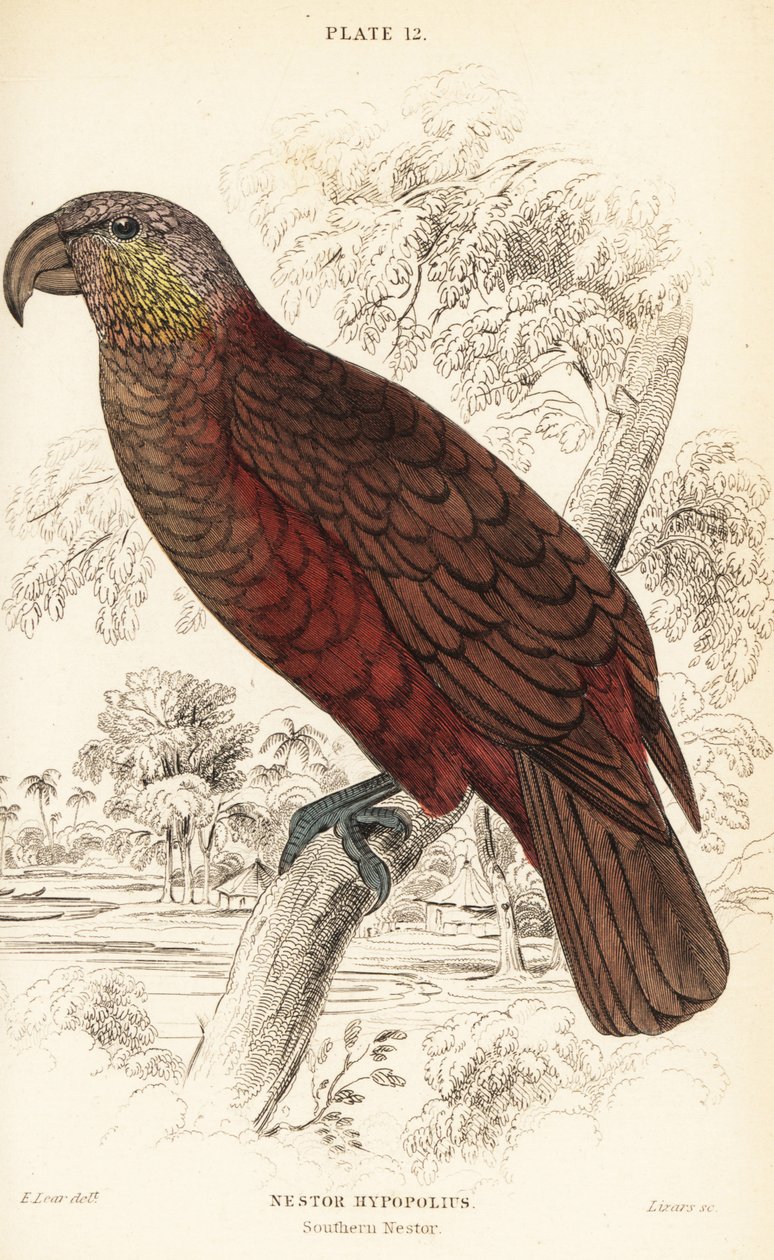 Uuden-Seelannin kaka, Nestor meridionalis tekijältä William Home Lizars