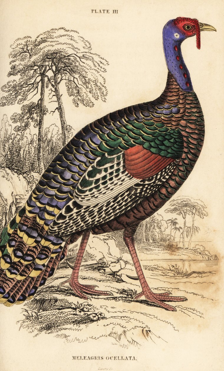 Ocellated kalkkuna, Meleagris ocellata tekijältä William Home Lizars