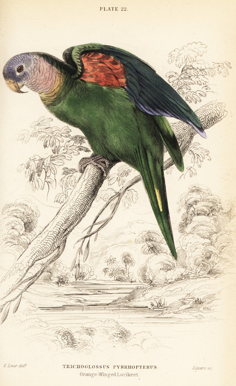 Oranssisiipinen amatsonia, Amazona amazonica tekijältä William Home Lizars