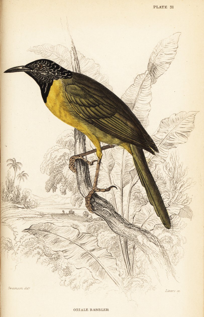 Oriole parta, Hypergerus atriceps tekijältä William Home Lizars